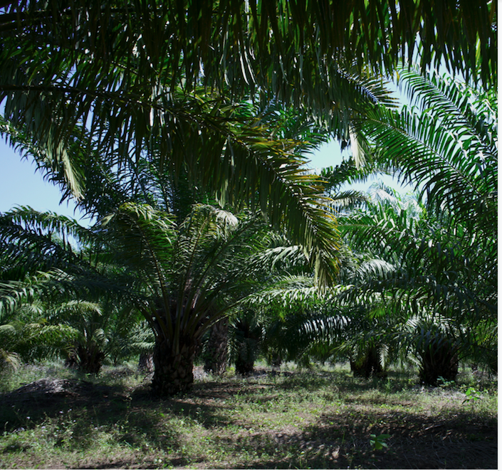 Empresas internacionales se apoderaron de más de 36 mil hectáreas de tierra en Chiapas